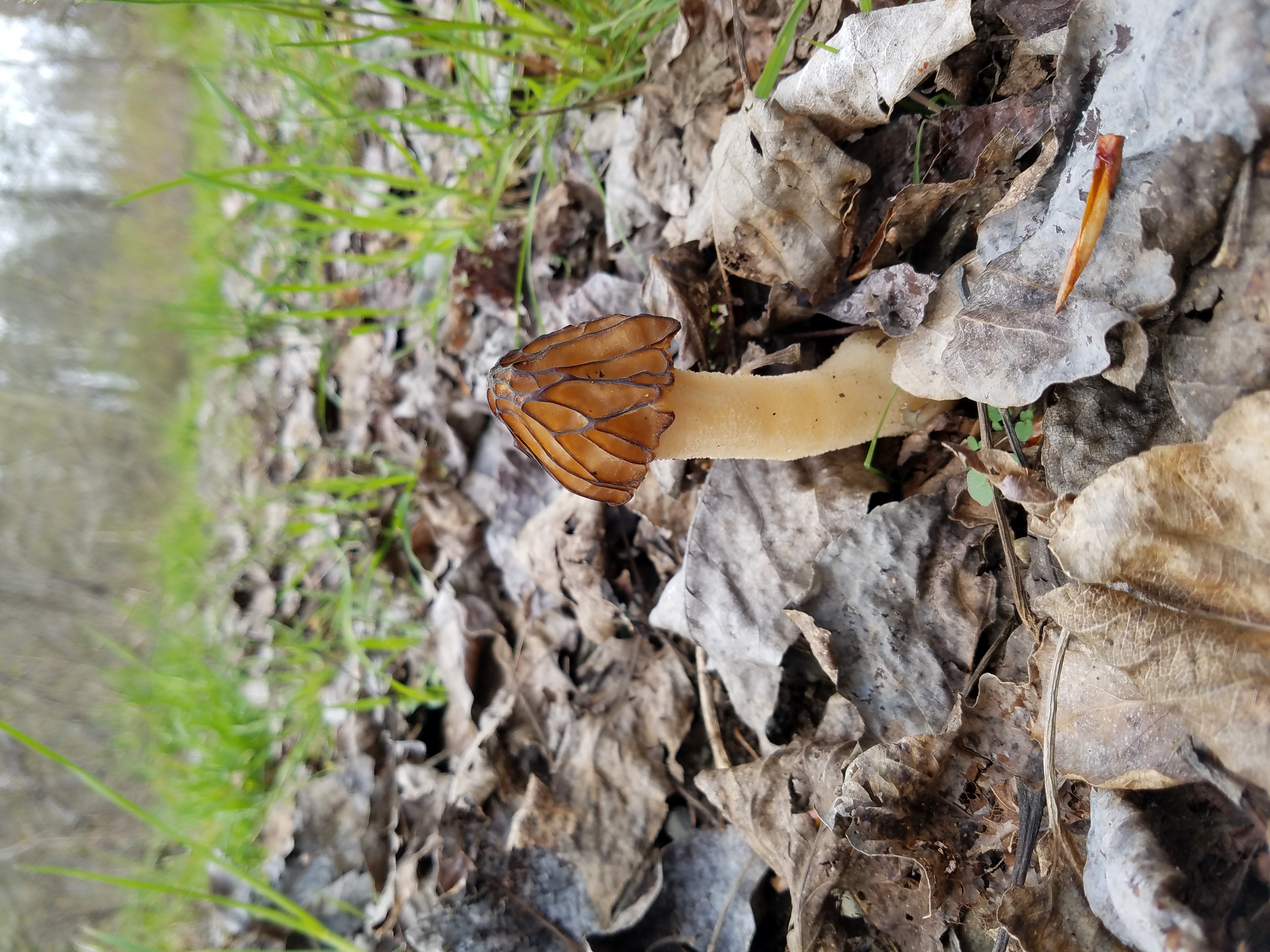 morel of mushroom farms